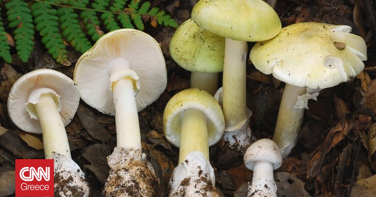 &Eta;&Pi;&Alpha;: &Tau;έ&sigma;&sigma;&epsilon;&rho;&iota;&sigmaf; &nu;&epsilon;&kappa;&rho;&omicron;ί &alpha;&pi;ό &kappa;&alpha;&tau;&alpha;&nu;ά&lambda;&omega;&sigma;&eta; &delta;&eta;&lambda;&eta;&tau;&eta;&rho;&iota;&omega;&delta;ώ&nu; &mu;&alpha;&nu;&iota;&tau;&alpha;&rho;&iota;ώ&nu; - Ά&lambda;&lambda;&omicron;&iota; &tau;&rho;&epsilon;&iota;&sigmaf; &chi;&rho;&epsilon;&iota;ά&sigma;&tau;&eta;&kappa;&alpha;&nu; &mu;&epsilon;&tau;&alpha;&mu;ό&sigma;&chi;&epsilon;&sigma;&eta;