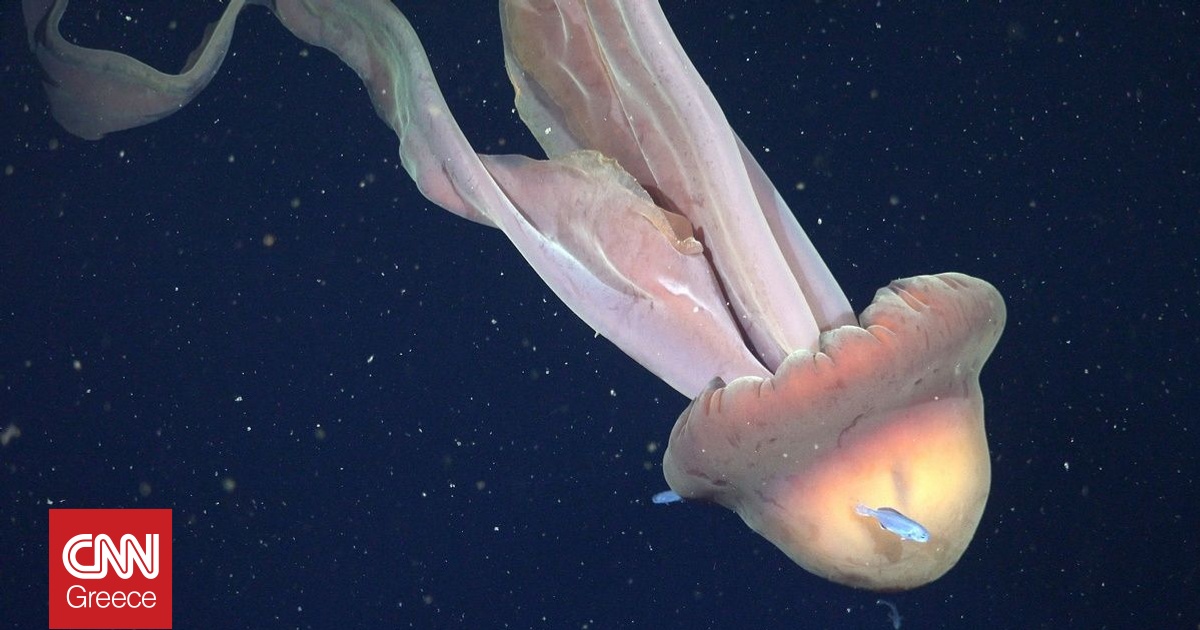 &Epsilon;&nu;&tau;&omicron;&pi;ί&sigma;&tau;&eta;&kappa;&epsilon; &sigma;&pi;ά&nu;&iota;&alpha; &gamma;&iota;&gamma;ά&nu;&tau;&iota;&alpha; &mu;έ&delta;&omicron;&upsilon;&sigma;&alpha;-&phi;ά&nu;&tau;&alpha;&sigma;&mu;&alpha; &pi;&omicron;&upsilon; &pi;&alpha;&gamma;&iota;&delta;&epsilon;ύ&epsilon;&iota; &tau;&alpha; &theta;&eta;&rho;ά&mu;&alpha;&tau;&alpha; &sigma;&epsilon; &mu;&iota;&alpha; &laquo;&kappa;&omicron;&upsilon;&rho;&tau;ί&nu;&alpha; &theta;&alpha;&nu;ά&tau;&omicron;&upsilon;&raquo;