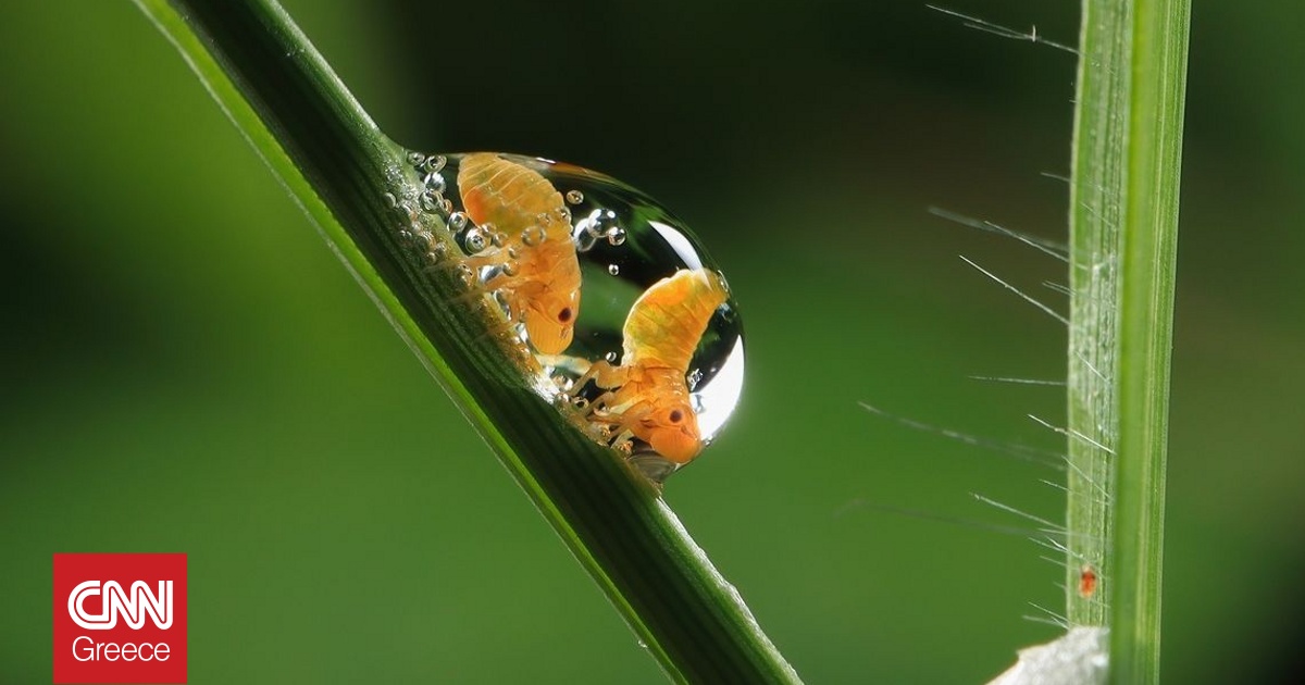 &Delta;&iota;&alpha;&gamma;&omega;&nu;&iota;&sigma;&mu;ό&sigmaf; &phi;&omega;&tau;&omicron;&gamma;&rho;&alpha;&phi;ί&alpha;&sigmaf;: &Epsilon;&kappa;&pi;&lambda;&eta;&kappa;&tau;&iota;&kappa;ά &zeta;&omicron;&upsilon;&mu; &sigma;&tau;&omicron;&nu; &sigma;&upsilon;&nu;&alpha;&rho;&pi;&alpha;&sigma;&tau;&iota;&kappa;ό, ά&gamma;&rho;&iota;&omicron; &alpha;&lambda;&lambda;ά &kappa;&alpha;&iota; ό&mu;&omicron;&rho;&phi;&omicron; &kappa;ό&sigma;&mu;&omicron; &tau;&omega;&nu; &epsilon;&nu;&tau;ό&mu;&omega;&nu;