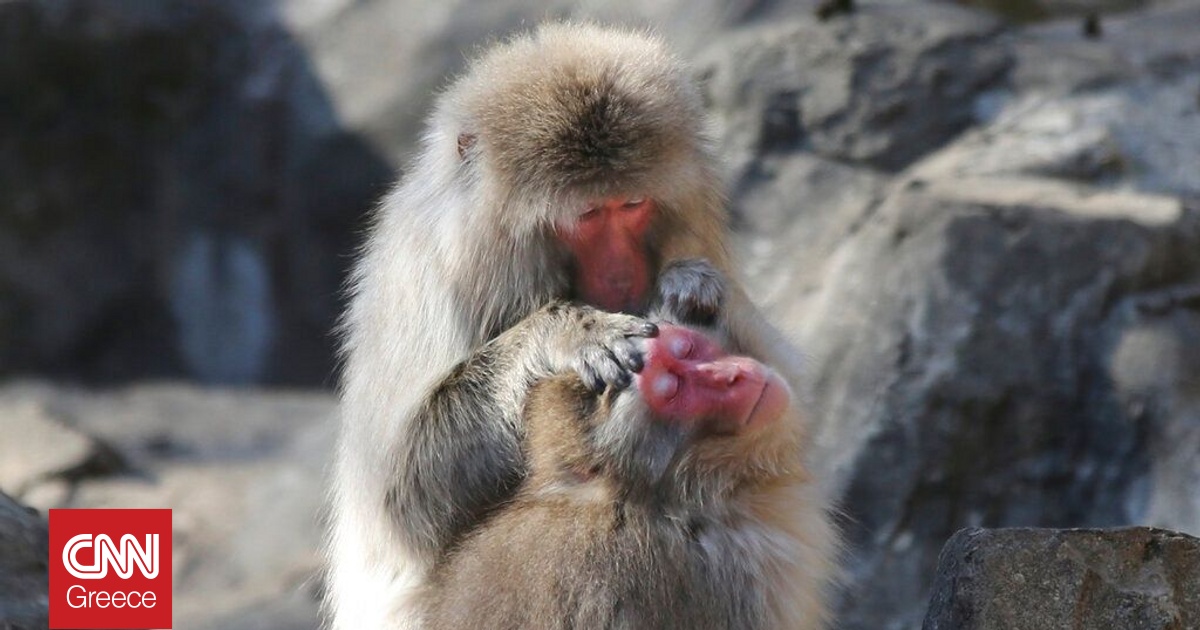 &Epsilon;&gamma;&kappa;&alpha;&tau;&alpha;&lambda;&epsilon;&lambda;&epsilon;&iota;&mu;&mu;έ&nu;&omicron; &mu;&alpha;ϊ&mu;&omicron;&upsilon;&delta;ά&kappa;&iota; &sigma;&tau;&eta;&nu; &Iota;&alpha;&pi;&omega;&nu;ί&alpha; &beta;&rho;ή&kappa;&epsilon; &pi;&alpha;&rho;έ&alpha; &sigma;&epsilon; &lambda;&omicron;ύ&tau;&rho;&iota;&nu;&omicron; &alpha;&rho;&kappa;&omicron;&upsilon;&delta;ά&kappa;&iota;
