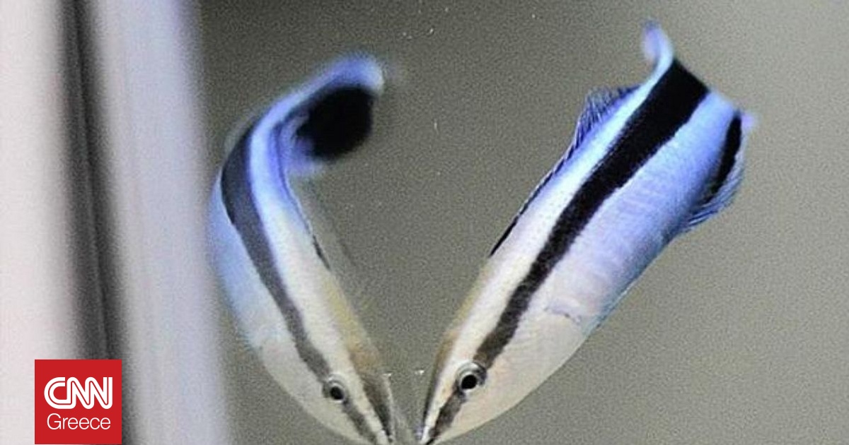 &Mu;&iota;&kappa;&rho;&omicron;&sigma;&kappa;&omicron;&pi;&iota;&kappa;ό &psi;ά&rho;&iota; &pi;έ&rho;&alpha;&sigma;&epsilon; έ&nu;&alpha; &kappa;&rho;ί&sigma;&iota;&mu;&omicron; &tau;&epsilon;&sigma;&tau; &nu;&omicron;&eta;&mu;&omicron;&sigma;ύ&nu;&eta;&sigmaf; &sigma;&epsilon; &epsilon;&pi;&iota;&sigma;&tau;&eta;&mu;&omicron;&nu;&iota;&kappa;ό &pi;&epsilon;ί&rho;&alpha;&mu;&alpha;