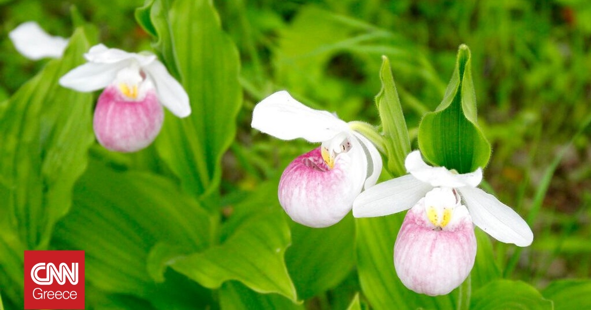 &Tau;&omicron; &beta;&omicron;&rho;&epsilon;&iota;ό&tau;&epsilon;&rho;&omicron; &sigma;&eta;&mu;&epsilon;ί&omicron; &epsilon;&mu;&phi;ά&nu;&iota;&sigma;&eta;&sigmaf; &omicron;&rho;&chi;&iota;&delta;έ&alpha;&sigmaf; &sigma;&tau;&eta;&nu; &Epsilon;&lambda;&lambda;ά&delta;&alpha; &kappa;&alpha;&tau;&alpha;&gamma;&rho;ά&phi;&eta;&kappa;&epsilon; &gamma;&iota;&alpha; &pi;&rho;ώ&tau;&eta; &phi;&omicron;&rho;ά &sigma;&tau;&omicron; &Kappa;&iota;&lambda;&kappa;ί&sigmaf;