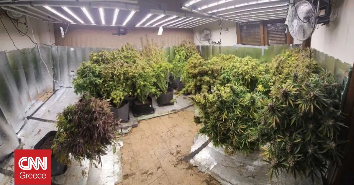 Έ&sigma;&tau;&eta;&sigma;&alpha;&nu; &epsilon;&rho;&gamma;&alpha;&sigma;&tau;ή&rho;&iota; &kappa;&alpha;&lambda;&lambda;&iota;έ&rho;&gamma;&epsilon;&iota;&alpha;&sigmaf; &kappa;ά&nu;&nu;&alpha;&beta;&eta;&sigmaf; &sigma;&epsilon; &delta;&iota;ώ&rho;&omicron;&phi;&eta; &kappa;&alpha;&tau;&omicron;&iota;&kappa;ί&alpha; &sigma;&tau;&eta; &Theta;&epsilon;&sigma;&sigma;&alpha;&lambda;&omicron;&nu;ί&kappa;&eta;