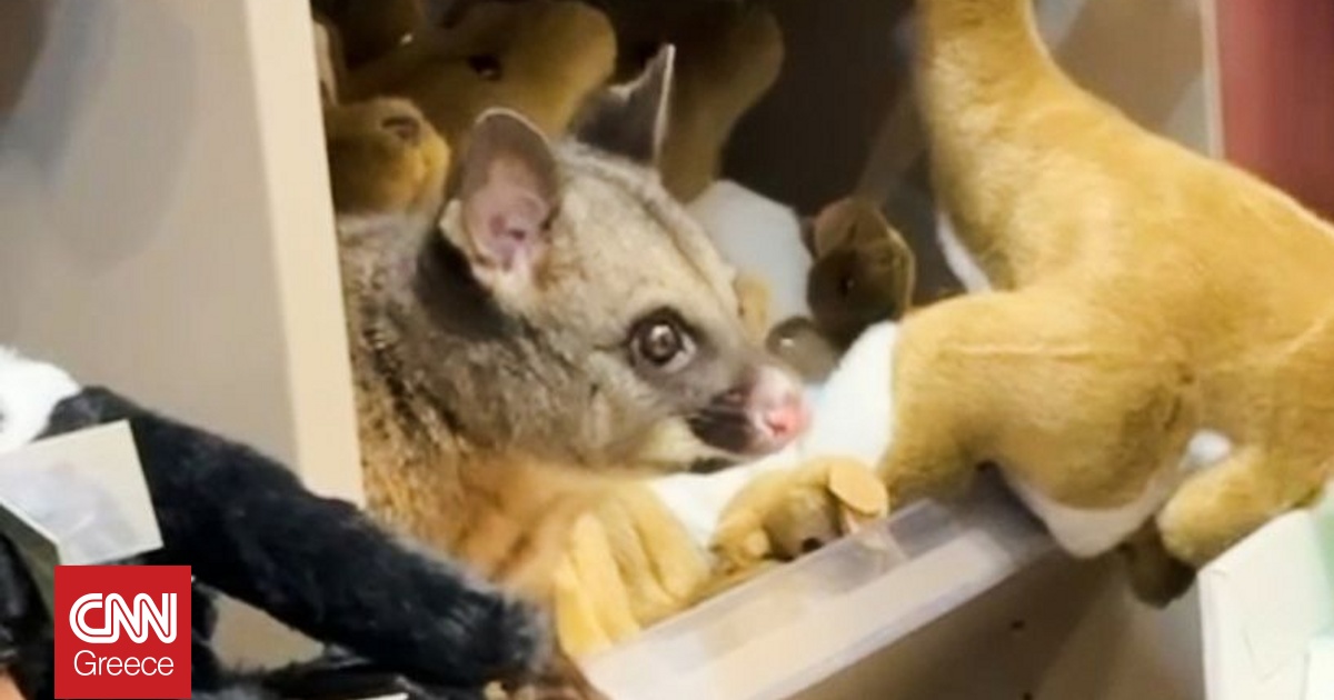 &Mu;&iota;&kappa;&rho;ό &pi;ό&sigma;&omicron;&upsilon;&mu; &beta;&rho;ή&kappa;&epsilon; &tau;&omicron;&upsilon;&sigmaf; &laquo;&chi;&alpha;&mu;έ&nu;&omicron;&upsilon;&sigmaf; &sigma;&upsilon;&gamma;&gamma;&epsilon;&nu;&epsilon;ί&sigmaf;&raquo; &tau;&omicron;&upsilon; &sigma;&epsilon; &kappa;&alpha;&tau;ά&sigma;&tau;&eta;&mu;&alpha; &delta;ώ&rho;&omega;&nu; &sigma;&tau;&eta;&nu; &Tau;&alpha;&nu;&zeta;&alpha;&nu;ί&alpha;