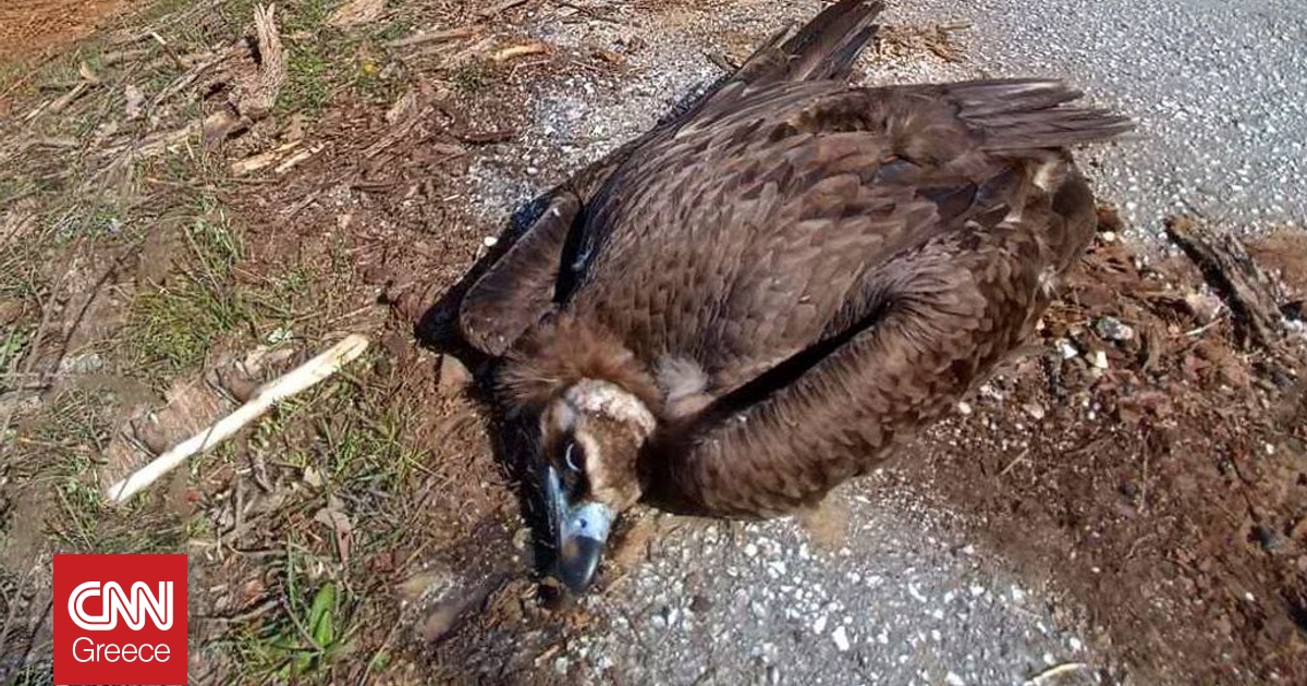 &Pi;&rho;&omega;&tau;&omicron;&phi;&alpha;&nu;έ&sigmaf; έ&gamma;&kappa;&lambda;&eta;&mu;&alpha; &mu;&alpha;&zeta;&iota;&kappa;ή&sigmaf; &delta;&eta;&lambda;&eta;&tau;&eta;&rho;ί&alpha;&sigma;&eta;&sigmaf; &sigma;&epsilon; &zeta;ώ&alpha; &sigma;&tau;&eta; &Delta;&alpha;&delta;&iota;ά - &Nu;&epsilon;&kappa;&rho;ά &pi;&tau;&eta;&nu;ά, &alpha;&lambda;&epsilon;&pi;&omicron;ύ&delta;&epsilon;&sigmaf; &kappa;&alpha;&iota; &kappa;&omicron;&upsilon;&nu;ά&beta;&iota;&alpha;