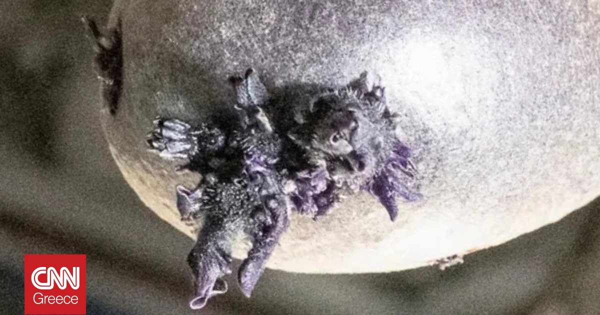 &laquo;&Sigma;&alpha;&nu; &alpha;&upsilon;&gamma;ό Ά&lambda;&iota;&epsilon;&nu; &pi;&omicron;&upsilon; &beta;&gamma;ά&zeta;&epsilon;&iota; &pi;&lambda;&omicron;&kappa;ά&mu;&iota;&alpha;&raquo;: &Alpha;&sigma;&tau;&rho;&omicron;&nu;&alpha;ύ&tau;&eta;&sigmaf; &phi;&omega;&tau;&omicron;&gamma;&rho;ά&phi;&iota;&sigma;&epsilon; &pi;&alpha;&tau;ά&tau;&alpha; &pi;&omicron;&upsilon; &kappa;&alpha;&lambda;&lambda;&iota;&epsilon;&rho;&gamma;&epsilon;ί &sigma;&tau;&omicron;&nu; ISS