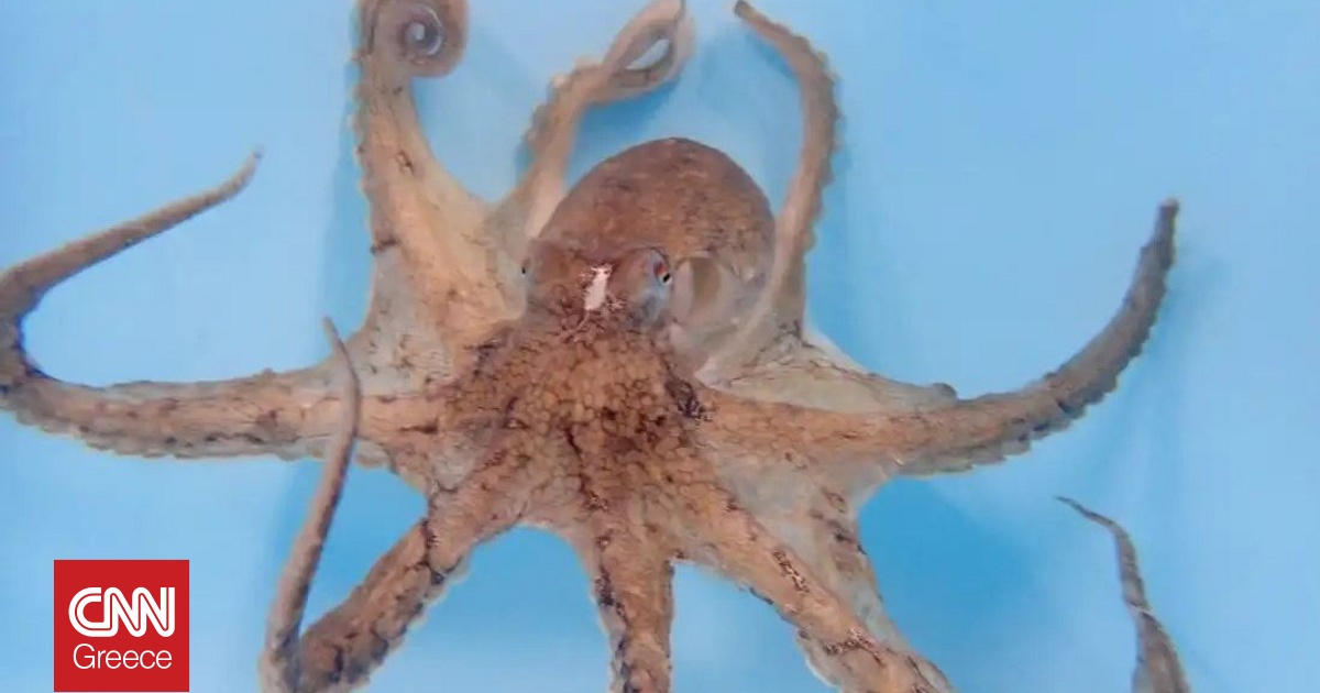 &Tau;&alpha; &chi;&tau;&alpha;&pi;ό&delta;&iota;&alpha; έ&chi;&omicron;&upsilon;&nu; έ&nu;&alpha; &alpha;&gamma;&alpha;&pi;&eta;&mu;έ&nu;&omicron; &pi;&lambda;&omicron;&kappa;ά&mu;&iota; &pi;&omicron;&upsilon; &tau;&omicron; &chi;&rho;&eta;&sigma;&iota;&mu;&omicron;&pi;&omicron;&iota;&omicron;ύ&nu; &kappa;&upsilon;&rho;ί&omega;&sigmaf; &gamma;&iota;&alpha; &sigma;&epsilon;&xi;, &alpha;&pi;&omicron;&kappa;&alpha;&lambda;ύ&pi;&tau;&epsilon;&iota; &mu;&epsilon;&lambda;έ&tau;&eta;