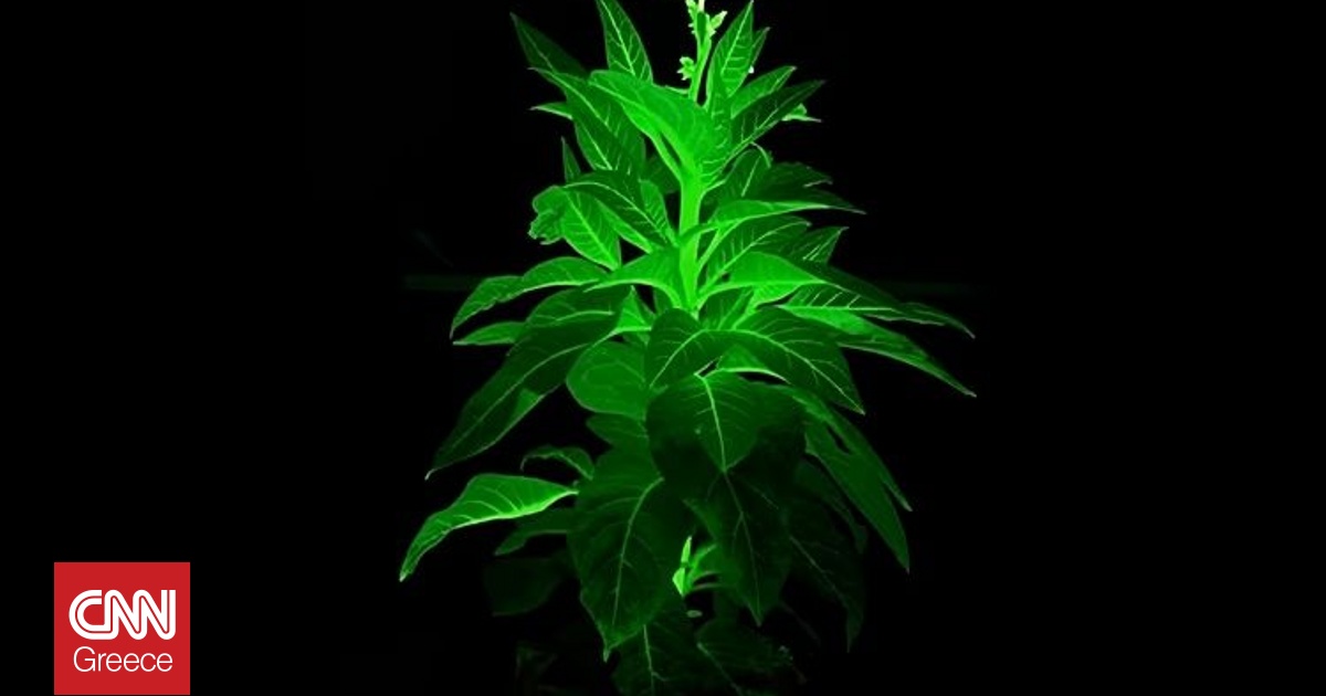 &Phi;&upsilon;&tau;ά &pi;&omicron;&upsilon; &lambda;ά&mu;&pi;&omicron;&upsilon;&nu; &sigma;&tau;&omicron; &sigma;&kappa;&omicron;&tau;ά&delta;&iota;: &Eta; &Kappa;ί&nu;&alpha; &phi;έ&rho;&nu;&epsilon;&iota; &tau;&omicron; &laquo;Avatar&raquo; &pi;&iota;&omicron; &kappa;&omicron;&nu;&tau;ά &sigma;&tau;&eta;&nu; &pi;&rho;&alpha;&gamma;&mu;&alpha;&tau;&iota;&kappa;ό&tau;&eta;&tau;&alpha;