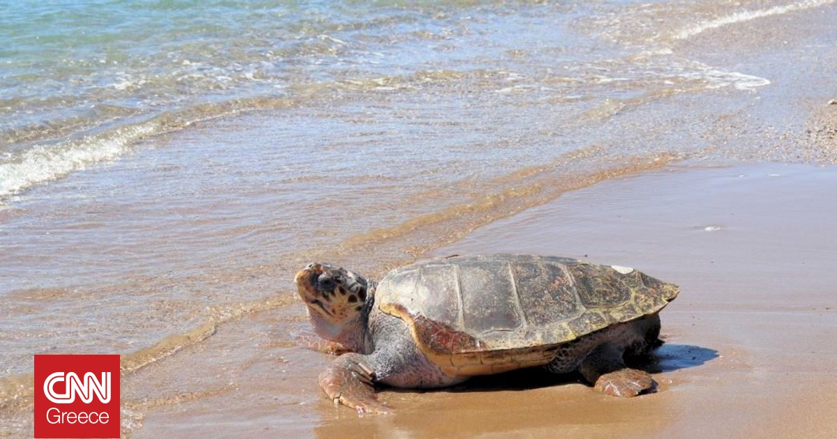 &Omicron; &laquo;Έ&beta;&epsilon;&rho;&epsilon;&sigma;&tau;&raquo; &epsilon;&pi;&iota;&sigma;&tau;&rho;έ&phi;&epsilon;&iota; &sigma;&tau;&iota;&sigmaf; &theta;ά&lambda;&alpha;&sigma;&sigma;&epsilon;&sigmaf; &mu;&epsilon;&tau;ά &alpha;&pi;ό &delta;ύ&omicron; έ&tau;&eta; &phi;&rho;&omicron;&nu;&tau;ί&delta;&alpha;&sigmaf; &ndash; &Eta; &iota;&sigma;&tau;&omicron;&rho;ί&alpha; &tau;&eta;&sigmaf; &theta;&alpha;&lambda;ά&sigma;&sigma;&iota;&alpha;&sigmaf; &chi;&epsilon;&lambda;ώ&nu;&alpha;&sigmaf;