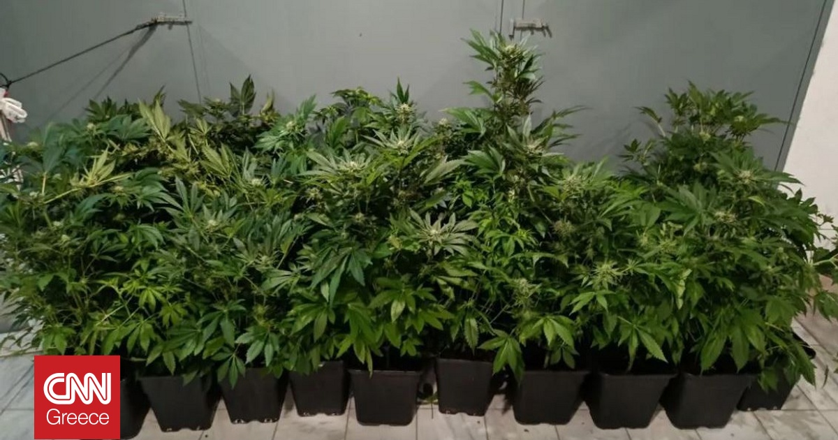 &Alpha;&upsilon;&tau;&omicron;&sigma;&chi;έ&delta;&iota;&omicron; &epsilon;&rho;&gamma;&alpha;&sigma;&tau;ή&rho;&iota;&omicron; &kappa;ά&nu;&nu;&alpha;&beta;&eta;&sigmaf; &epsilon;&nu;&tau;&omicron;&pi;ί&sigma;&tau;&eta;&kappa;&epsilon; &sigma;&epsilon; &delta;&iota;&alpha;&mu;έ&rho;&iota;&sigma;&mu;&alpha; &sigma;&tau;&eta; &Theta;&epsilon;&sigma;&sigma;&alpha;&lambda;&omicron;&nu;ί&kappa;&eta;