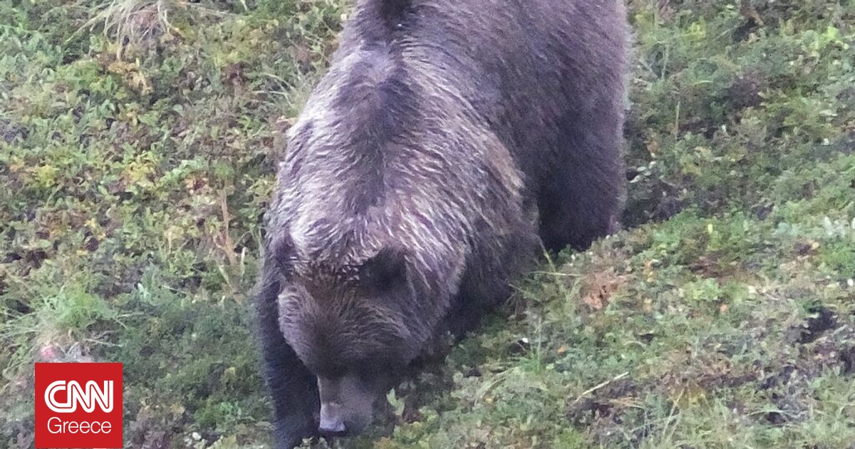&Kappa;&alpha;&phi;έ &alpha;&rho;&kappa;&omicron;ύ&delta;&alpha; &epsilon;&pi;&iota;&tau;έ&theta;&eta;&kappa;&epsilon; &sigma;&epsilon; &Alpha;&mu;&epsilon;&rho;&iota;&kappa;&alpha;&nu;&omicron;ύ&sigmaf; &sigma;&tau;&rho;&alpha;&tau;&iota;ώ&tau;&epsilon;&sigmaf; &sigma;&tau;&eta;&nu; &Alpha;&lambda;ά&sigma;&kappa;&alpha;