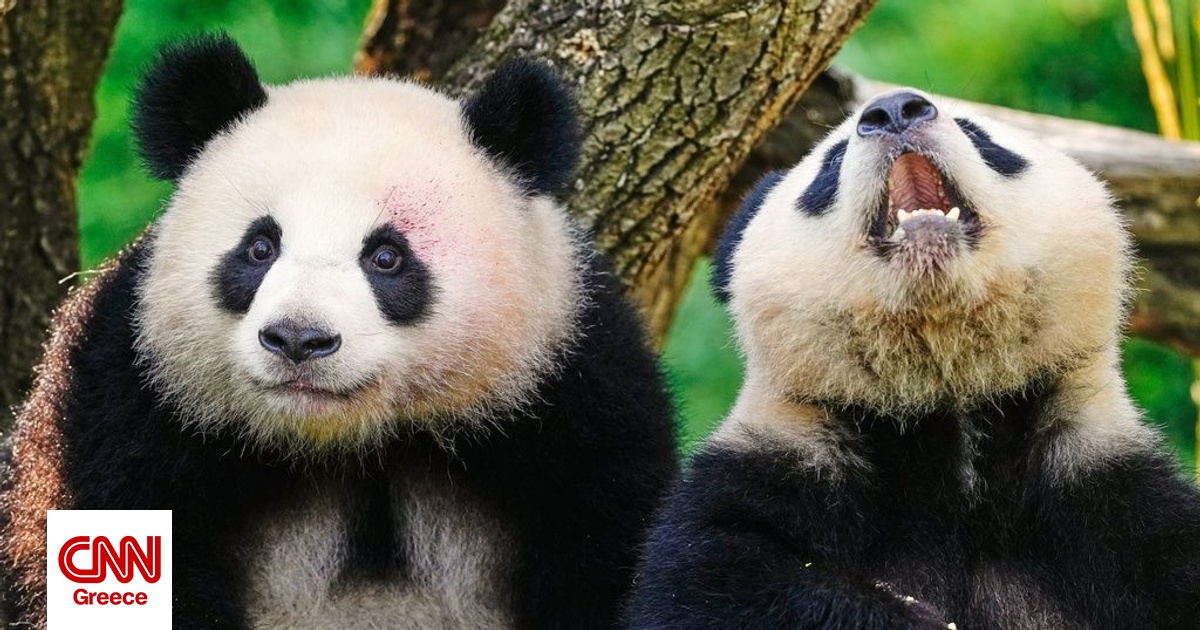 Δύο panda θα ταξιδέψουν από την Κίνα στις ΗΠΑ – Η δέσμευση Σι στον Τραμπ ως «ένδειξη φιλίας» Δύο panda θα ταξιδέψουν από την Κίνα στις ΗΠΑ – Η δέσμευση Σι στον Τραμπ ως «ένδειξη φιλίας»