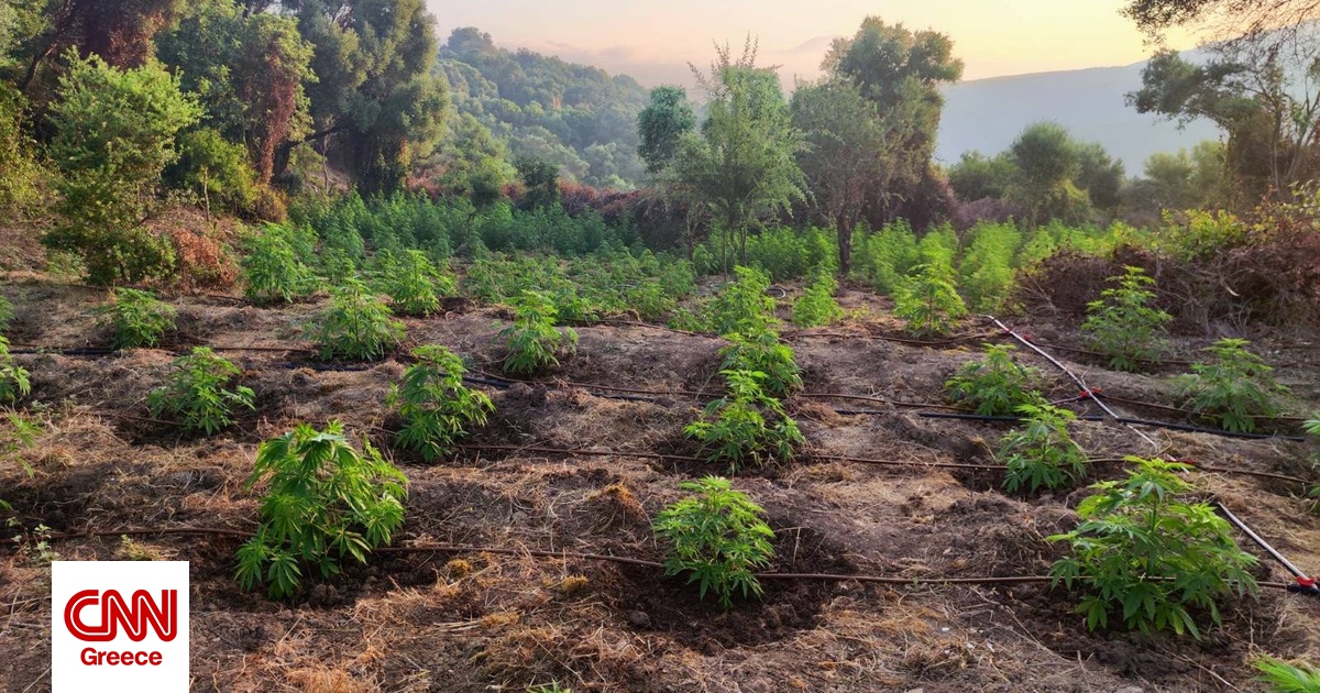 Χασισοφυτεία με πάνω από 500 δενδρύλλια εντοπίστηκε στη Μεσσηνία Χασισοφυτεία με πάνω από 500 δενδρύλλια εντοπίστηκε στη Μεσσηνία