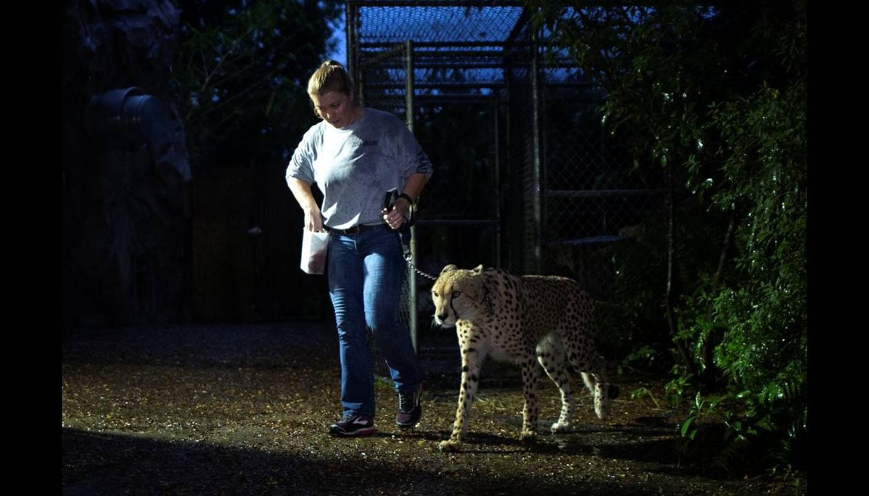 Μαϊάμι: Σε καταφύγια οδηγούνται άγρια ζώα λόγω του τυφώνα Ίρμα