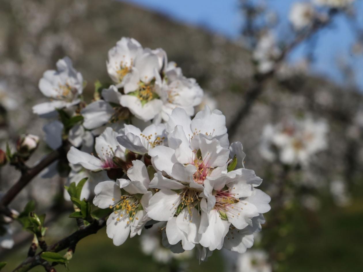 amygdalies, amigdalies, amugdalies