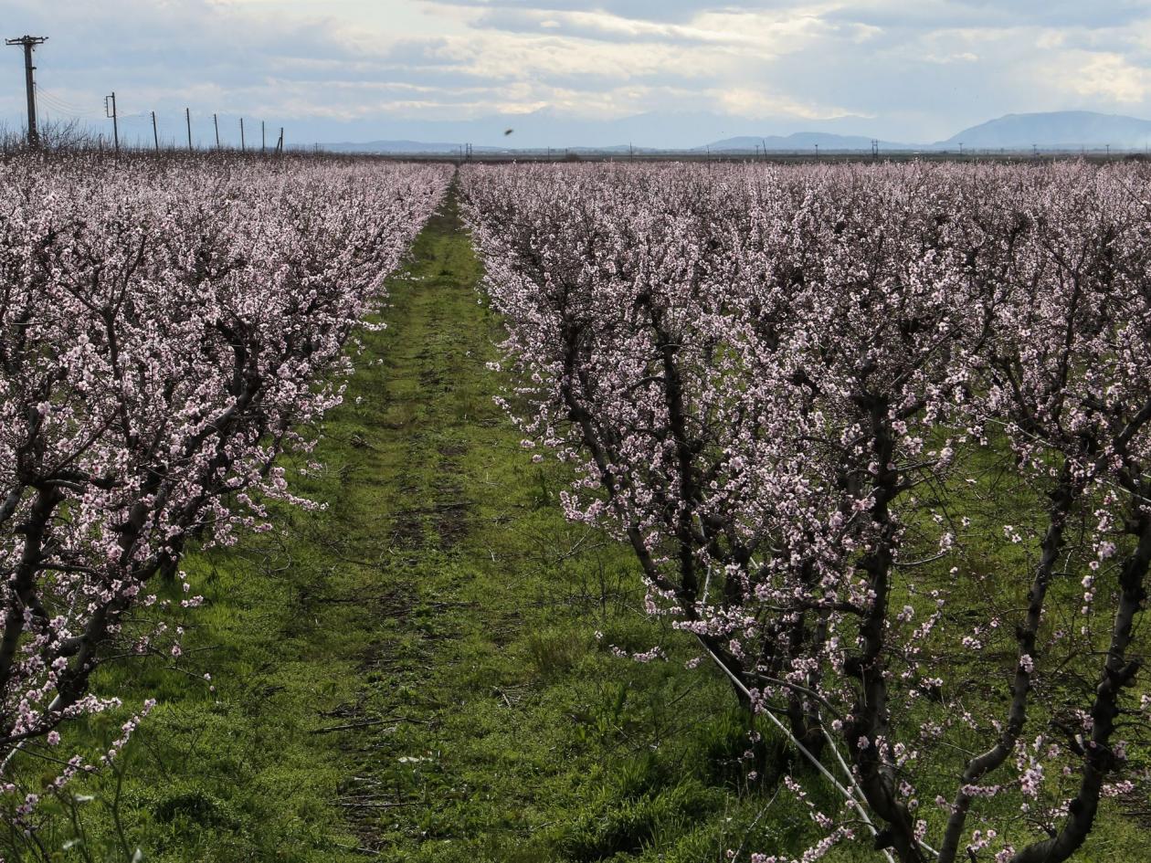 amygdalies, amigdalies, amugdalies