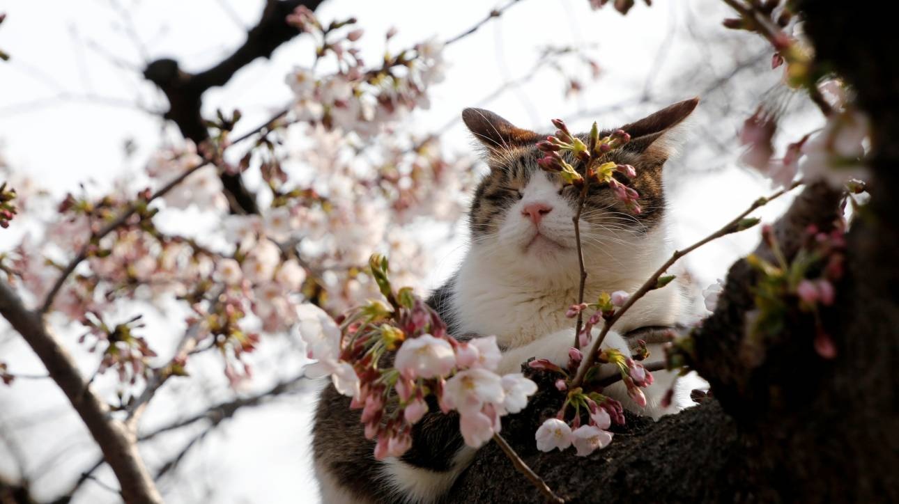Ιαπωνία: Χιλιάδες τουρίστες θαυμάζουν τις ανθισμένες κερασιές