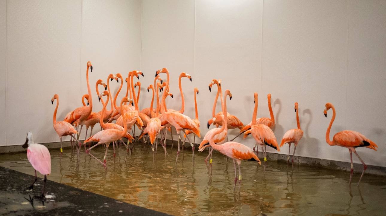 Μαϊάμι: σε ειδικά καταφύγια οδηγούνται άγρια ζώα λόγω του τυφώνα Ίρμα