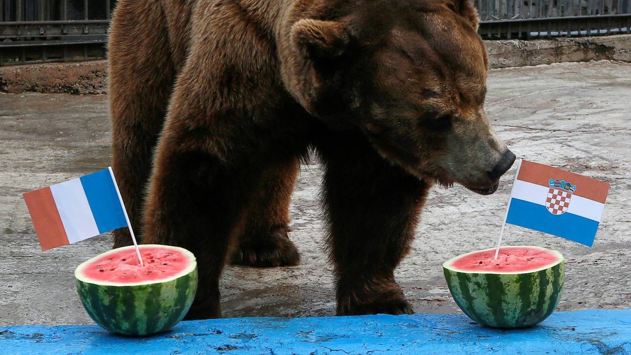 Παγκόσμιο Κύπελλο 2018: Ο αρκούδος Μπούγιαν βλέπει... Κροατία
