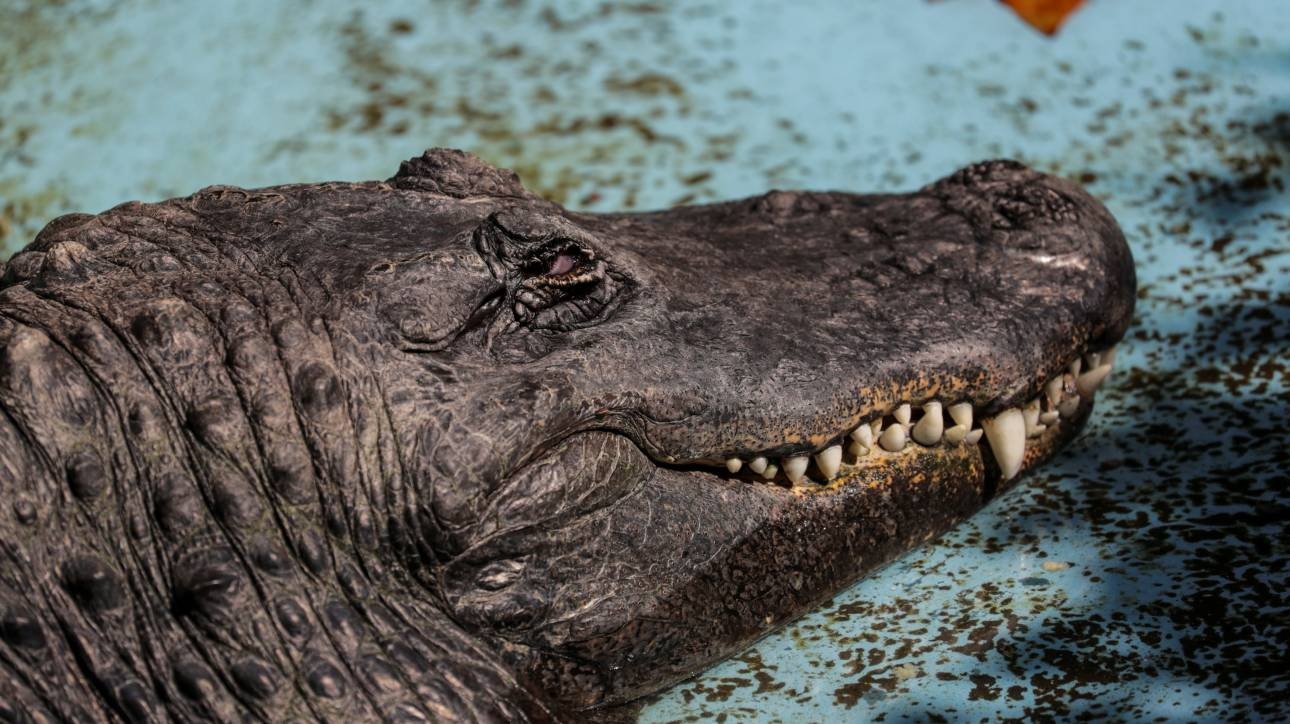 Muja: Ο 80χρονος αλιγάτορας του Βελιγραδίου