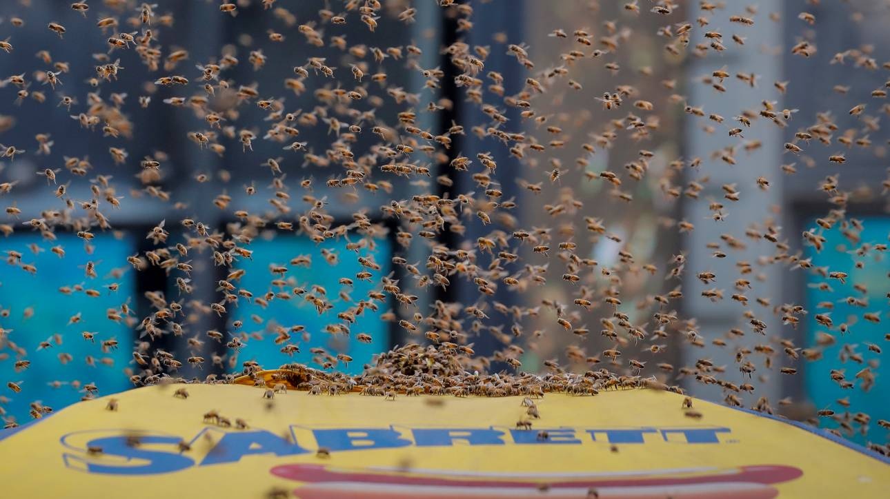 Νέα Υόρκη: «Επιδρομή» από… μέλισσες στην Times Square