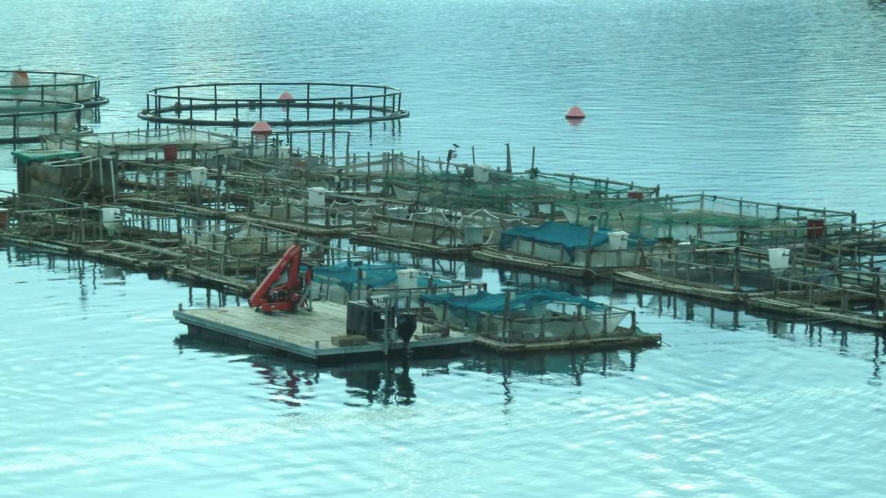 Ιχθυοκαλλιέργεια: Η επιστημονικά τεκμηριωμένη «μεγάλη στροφή» προς βιώσιμη πρωτεΐνη από τη θάλασσα