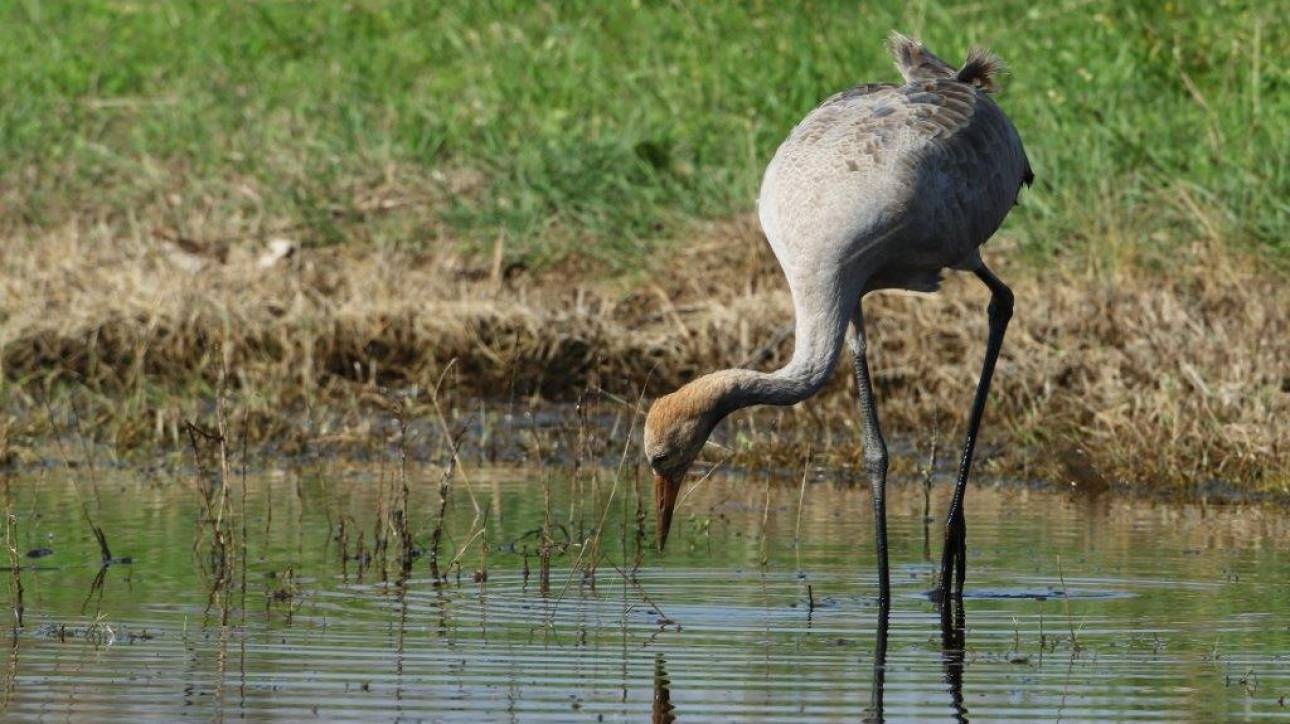 Γερανός κάνει «βόλτα» στη λιμνοθάλασσα του Ωρωπού