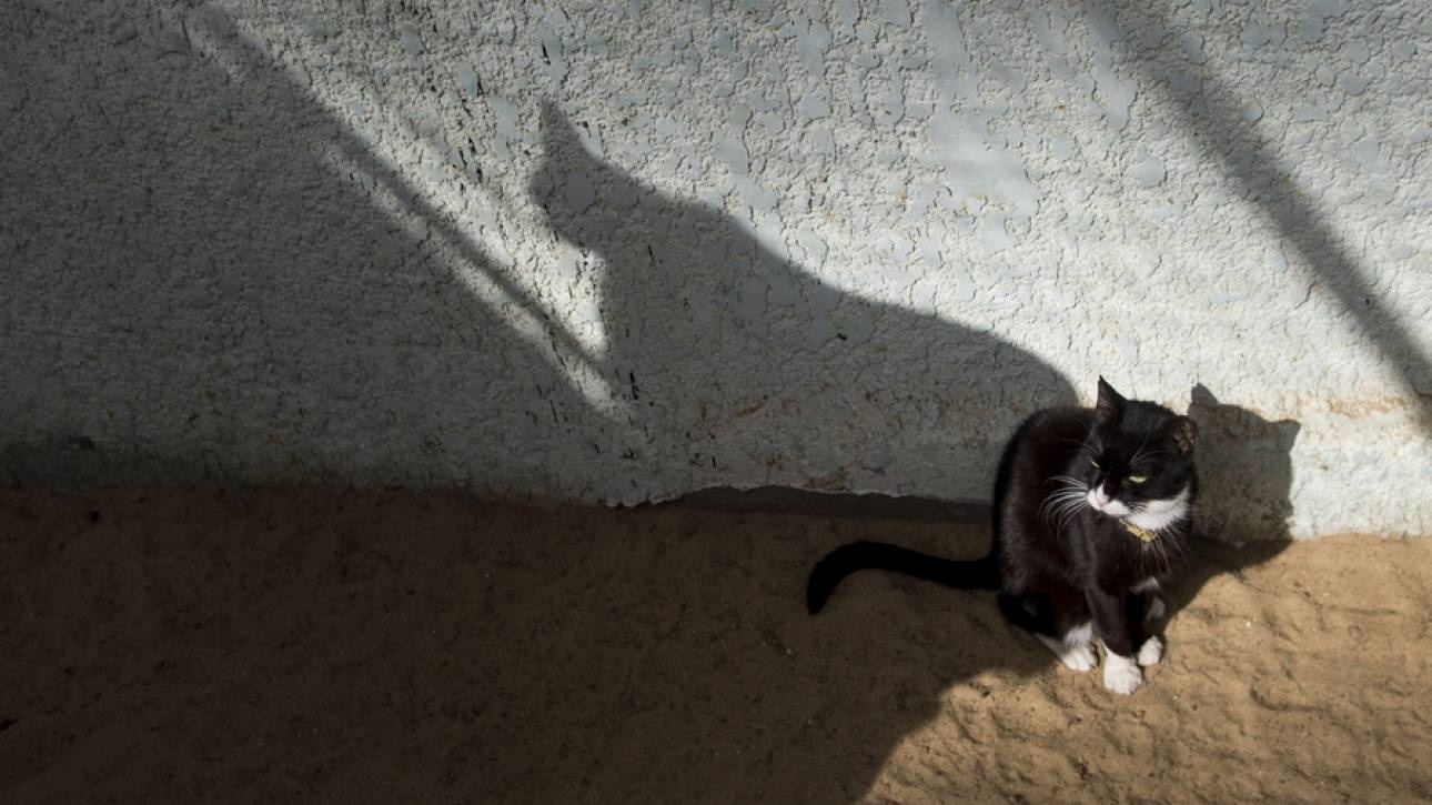 Ζώα… undercover: Αθώα πλάσματα σε ρόλο κατασκόπων