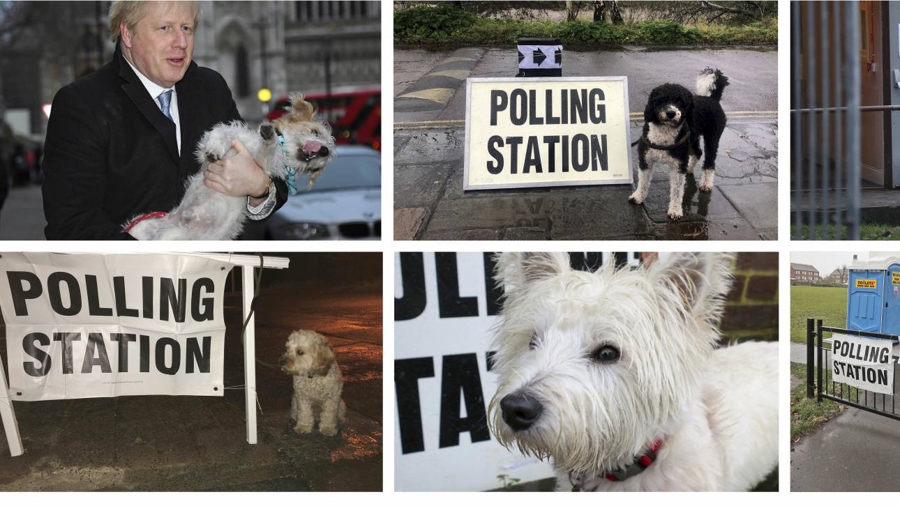 Viral οι σκύλοι που ψηφίζουν στις βρετανικές εκλογές