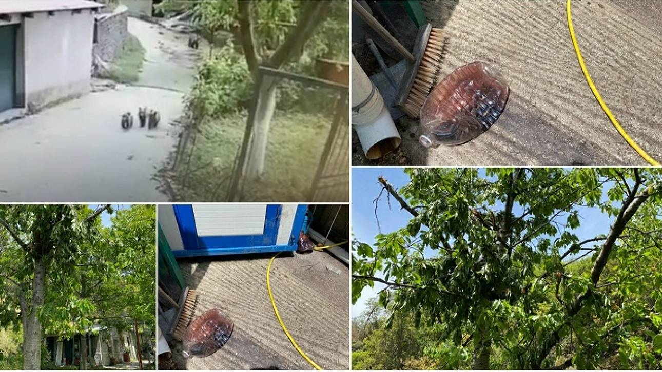 arkoudakia_metsovo.jpg?t=2Lp7jFoNvfwEiDx