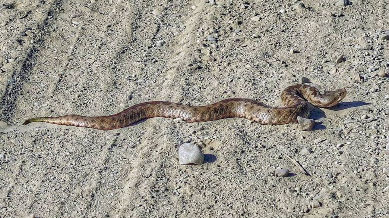 &Sigma;ύ&rho;&omicron;&sigmaf;: &Omicron;&chi;&iota;ά &delta;ά&gamma;&kappa;&omega;&sigma;&epsilon; 13&chi;&rho;&omicron;&nu;&omicron; - &Nu;&omicron;&sigma;&eta;&lambda;&epsilon;ύ&epsilon;&tau;&alpha;&iota; &sigma;&epsilon; &sigma;&omicron;&beta;&alpha;&rho;ή &kappa;&alpha;&tau;ά&sigma;&tau;&alpha;&sigma;&eta;