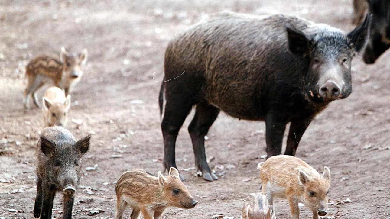 &Omicron;&iota;&kappa;&omicron;&gamma;έ&nu;&epsilon;&iota;&alpha; &alpha;&gamma;&rho;&iota;&omicron;&gamma;&omicron;ύ&rho;&omicron;&upsilon;&nu;&omega;&nu; &beta;&gamma;ή&kappa;&epsilon; &laquo;&sigma;&epsilon;&rho;&gamma;&iota;ά&nu;&iota;&raquo; &sigma;&tau;&omicron; &kappa;έ&nu;&tau;&rho;&omicron; &tau;&eta;&sigmaf; &Theta;&epsilon;&sigma;&sigma;&alpha;&lambda;&omicron;&nu;ί&kappa;&eta;&sigmaf;
