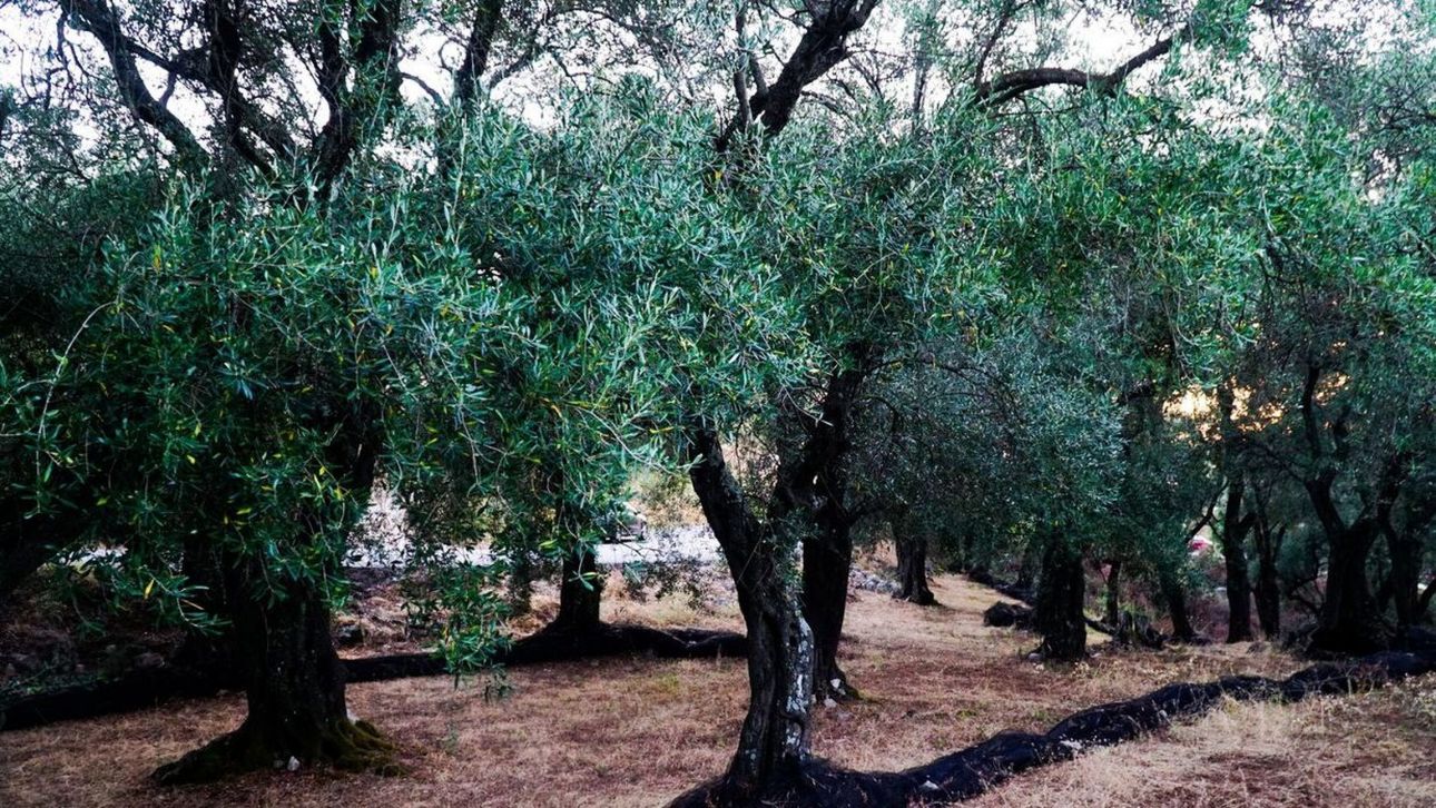 Καβάλα: Έκλεψαν τρεις τόνους ελιές από χωράφι - CNN.gr