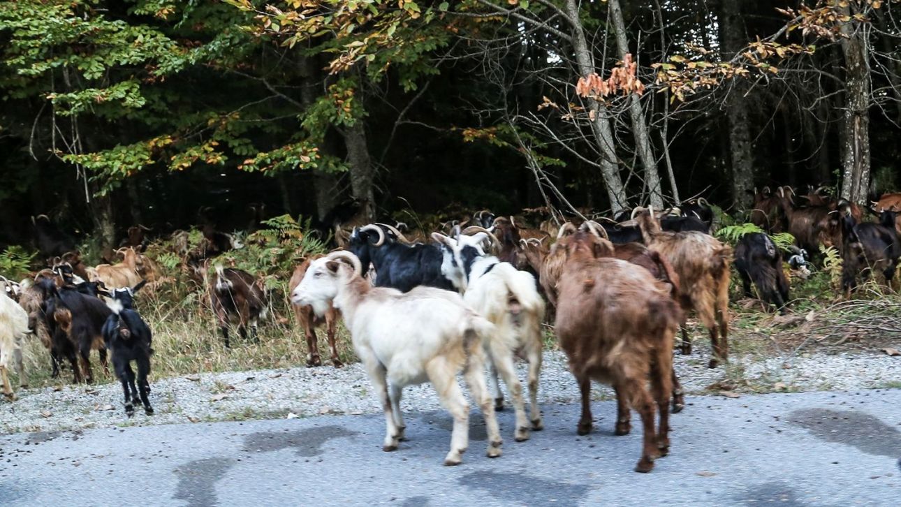 &Epsilon;&xi;έ&tau;&rho;&epsilon;&phi;&alpha;&nu; &pi;&alpha;&rho;ά&nu;&omicron;&mu;&alpha; &kappa;ό&tau;&epsilon;&sigmaf; &kappa;&alpha;&iota; &kappa;&alpha;&tau;&sigma;ί&kappa;&epsilon;&sigmaf; &mu;&epsilon;... &theta;έ&alpha; - &Pi;ά&nu;&omega; &sigma;&epsilon; &tau;&alpha;&rho;ά&tau;&sigma;&alpha; &pi;&omicron;&lambda;&upsilon;&kappa;&alpha;&tau;&omicron;&iota;&kappa;ί&alpha;&sigmaf; &sigma;&tau;&omicron;&upsilon;&sigmaf; &Alpha;&mu;&pi;&epsilon;&lambda;ό&kappa;&eta;&pi;&omicron;&upsilon;&sigmaf;