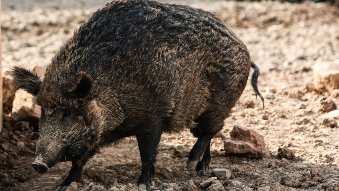 Εισβολή αγριογούρουνων σε παιδική χαρά στη Θεσσαλονίκη