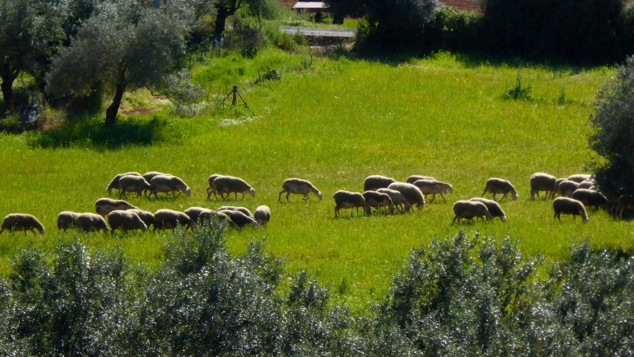 Σύσκεψη στη Λάρισα για την αντιμετώπιση της ευλογιάς – Απολυμάνσεις σε 17 σημεία ελέγχου Σύσκεψη στη Λάρισα για την αντιμετώπιση της ευλογιάς – Απολυμάνσεις σε 17 σημεία ελέγχου