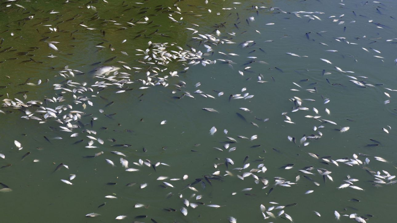 &Kappa;&rho;ή&tau;&eta;: &Nu;&epsilon;&kappa;&rho;ά &psi;ά&rho;&iota;&alpha; &sigma;&tau;&omicron;&nu; &pi;&omicron;&tau;&alpha;&mu;ό &Alpha;&pi;&omicron;&sigma;&epsilon;&lambda;έ&mu;&eta; - &Epsilon;&kappa;&beta;&rho;ά&sigma;&tau;&eta;&kappa;&alpha;&nu; &kappa;&alpha;&iota; &sigma;&tau;&eta; &sigma;&tau;&epsilon;&rho;&iota;ά