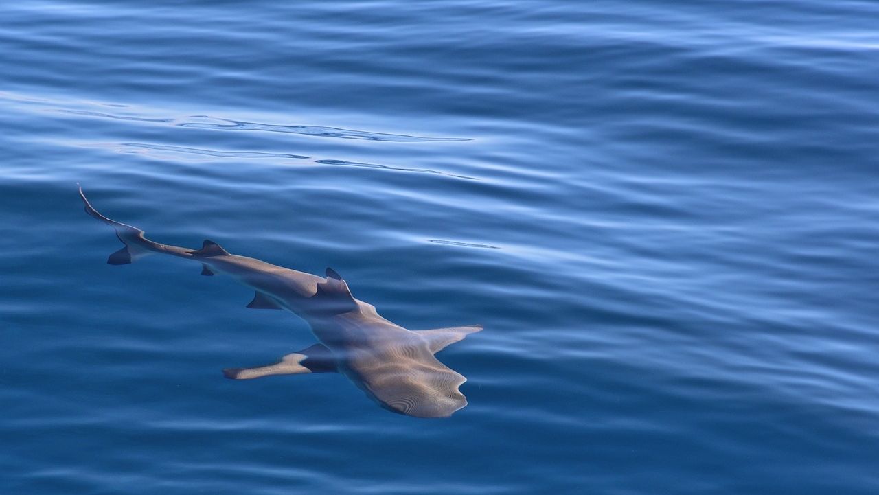 Καρχαριοειδές εντοπίστηκε σε παραλία των Χανίων – Πάλευε με τα κύματα κοντά στα βράχια – Βίντεο