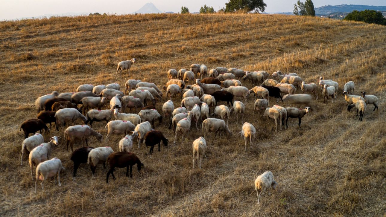 Κρούσματα ευλογιάς αιγοπροβάτων και στην Καρδίτσα – Θανάτωση ζώων και έκτακτα μέτρα Κρούσματα ευλογιάς αιγοπροβάτων και στην Καρδίτσα – Θανάτωση ζώων και έκτακτα μέτρα