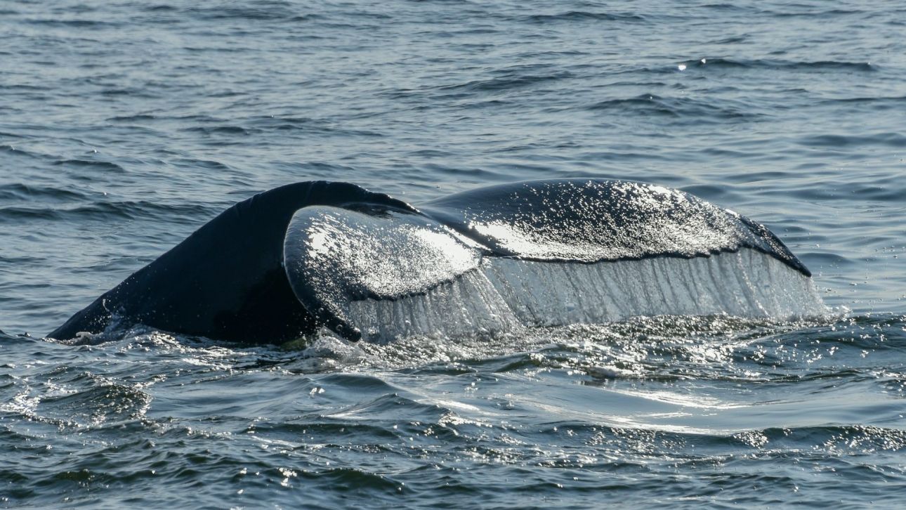 Κάλυμνος: Σπάνια φάλαινα έκανε την εμφάνισή της στον κόλπο των Αργινώντων