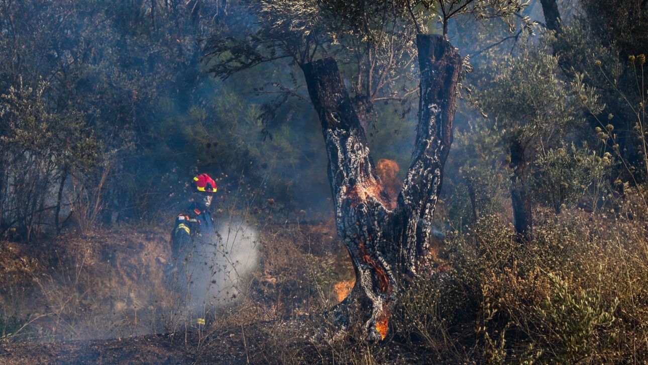 Σε εξέλιξη πυρκαγιά στη Βόνιτσα Αιτωλοακαρνανίας – Εστάλη μήνυμα του 112 Σε εξέλιξη πυρκαγιά στη Βόνιτσα Αιτωλοακαρνανίας – Εστάλη μήνυμα του 112
