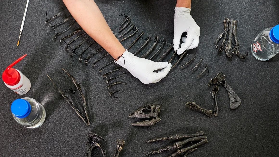 Ένας «μυστηριώδης δρομέας»: Ο μικρόσωμος δεινόσαυρος που βρέθηκε σχεδόν άθικτος στο Κολοράντο