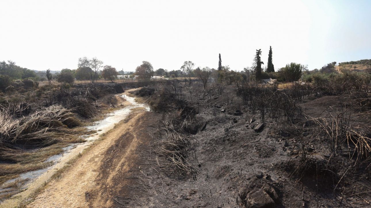 Δραματικός ο απολογισμός των καμένων εκτάσεων – «Πάνω από τον μέσο όρο 20ετίας» λέει η WWF Δραματικός ο απολογισμός των καμένων εκτάσεων – «Πάνω από τον μέσο όρο 20ετίας» λέει η WWF