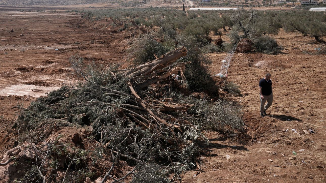 Ισραήλ: Απελάθηκαν 32 ακτιβιστές που βοηθούσαν Παλαιστίνιους στο μάζεμα της ελιάς, στη Δυτική Όχθη Ισραήλ: Απελάθηκαν 32 ακτιβιστές που βοηθούσαν Παλαιστίνιους στο μάζεμα της ελιάς, στη Δυτική Όχθη