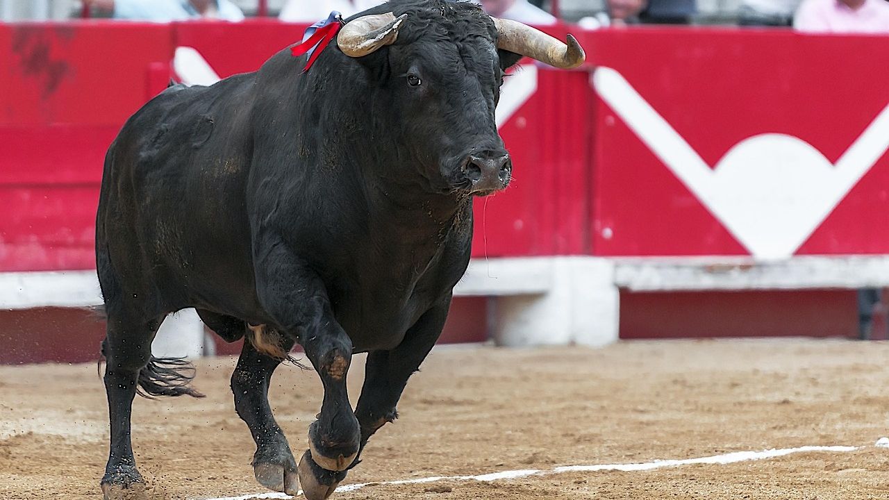 Τρόμος σε ταυρομαχία στη Λισαβόνα: Ταύρος σκοτώνει νεαρό ταυρομάχο – Νεκρός και ένας θεατής Τρόμος σε ταυρομαχία στη Λισαβόνα: Ταύρος σκοτώνει νεαρό ταυρομάχο – Νεκρός και ένας θεατής