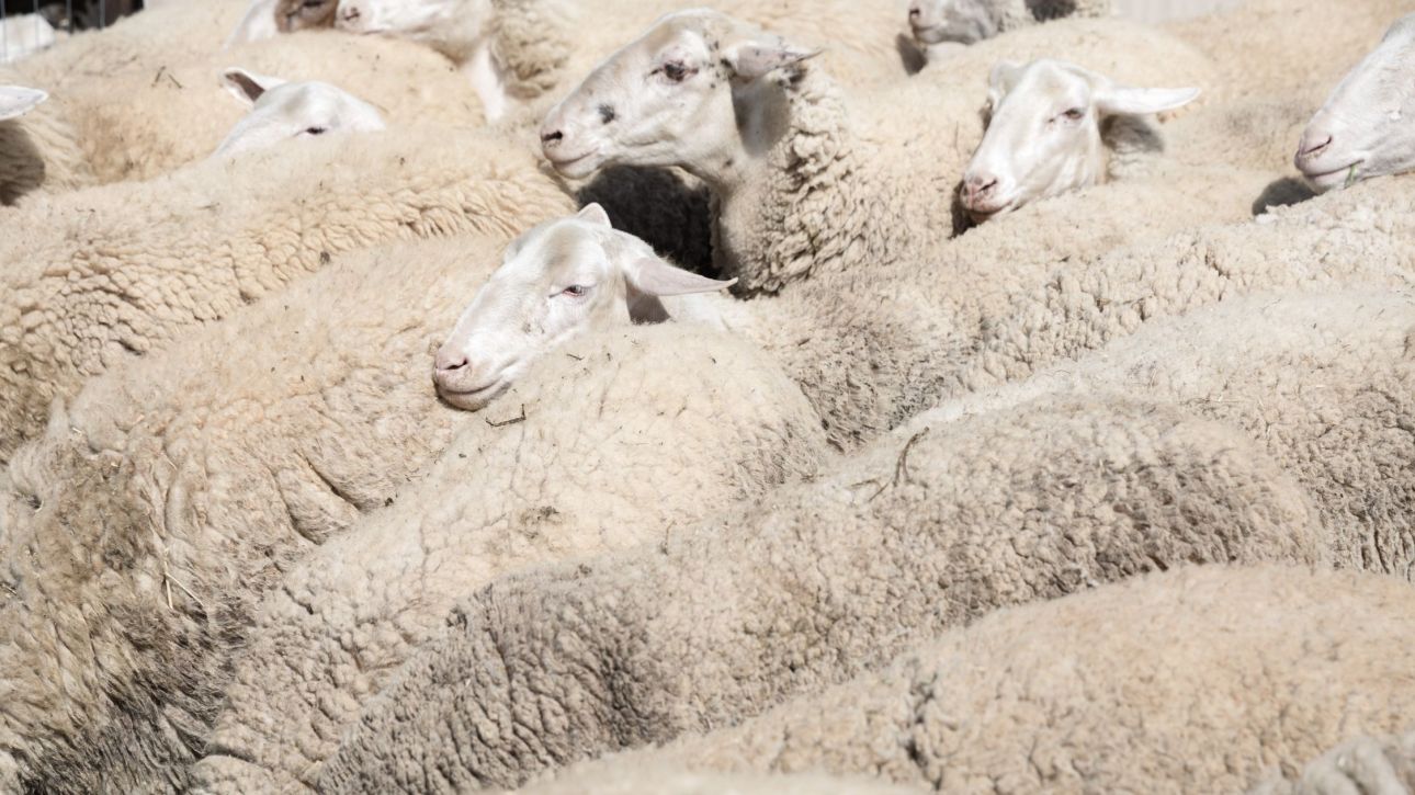 &Upsilon;&Pi;&Alpha;&Alpha;&Tau;: &Xi;&epsilon;&kappa;&iota;&nu;ά &eta; &laquo;&mu;ά&chi;&eta;&raquo; &tau;&omega;&nu; &iota;&delta;&iota;&omega;&tau;ώ&nu; &kappa;&tau;&eta;&nu;&iota;ά&tau;&rho;&omega;&nu; &kappa;&alpha;&tau;ά &tau;&eta;&sigmaf; &epsilon;&upsilon;&lambda;&omicron;&gamma;&iota;ά&sigmaf;