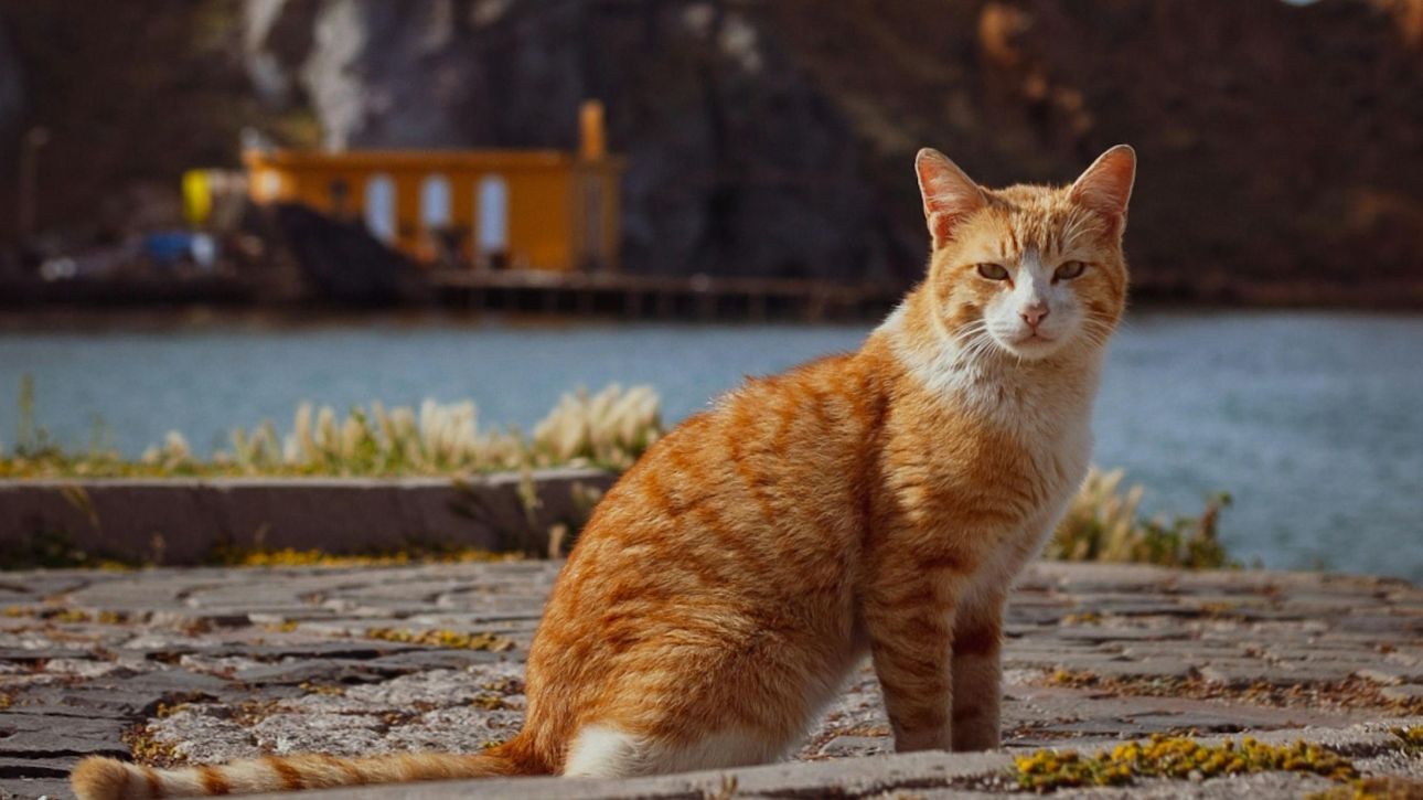 Η Νήσος των Γατών: Το μικροσκοπικό μεσογειακό καταφύγιο που αντιστάθηκε στον μαζικό τουρισμό