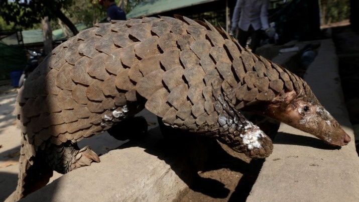 Η «Remembering Wildlife» στρέφει τους προβολείς στον παγκολίνο με το νέο της λεύκωμα