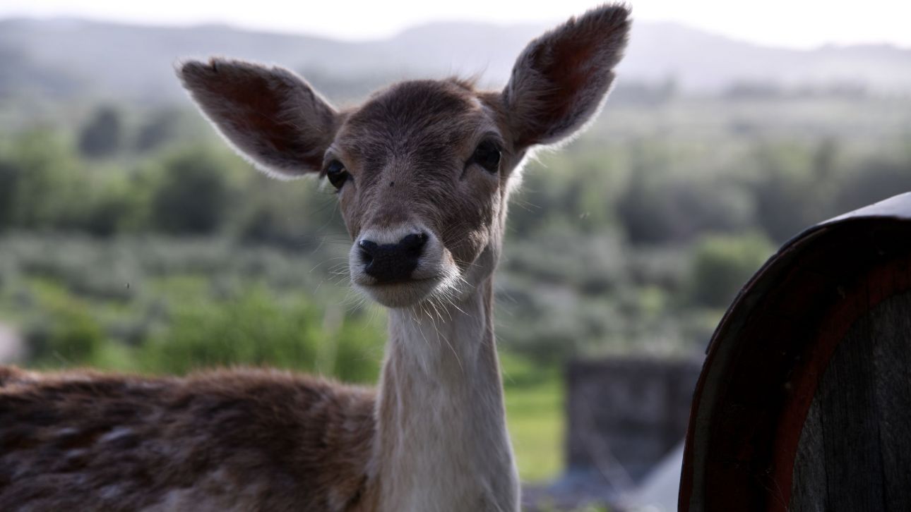 Βίντεο καταγράφει ελάφι να βουτά στη λίμνη Μπελέτσι στην Πάρνηθα για να σωθεί από αγέλη λύκων