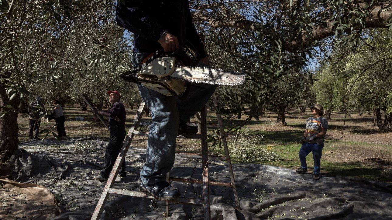 Όσοι έχουν ελιές κινδυνεύουν με πρόστιμα έως 5.000 ευρώ - Τι αλλάζει από φέτος